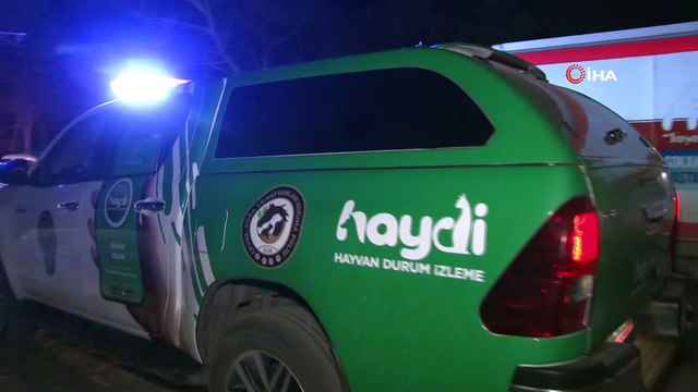 Başkent’te patilerine damar yolu açılmış şekilde 30’un üzerinde ölü köpek bulundu