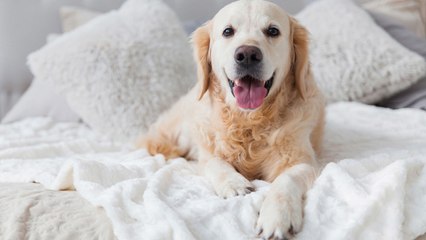 This Hotel Brand Is Looking for a 'Camera-Ready Pup' To Be Its New Ambassador