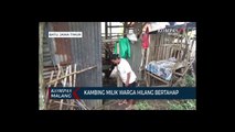 Puluhan Kambing Ternak Warga Hilang, Dicuri Secara Bertahap