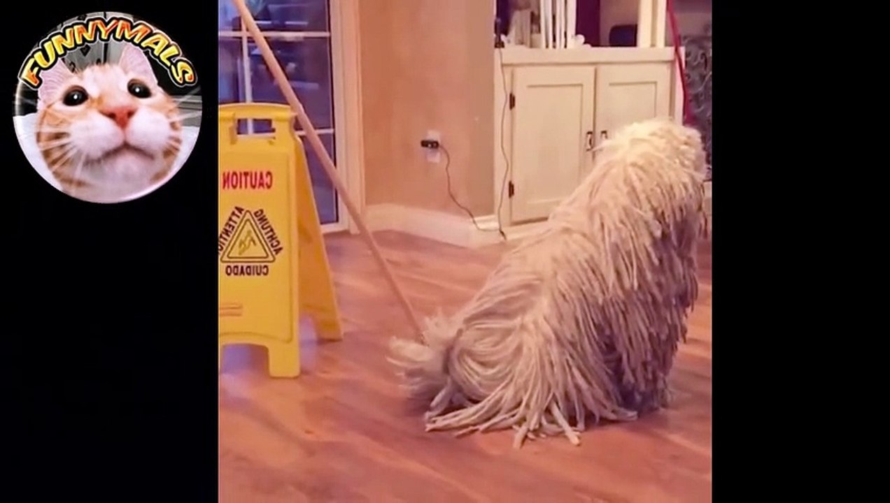 Super Compilation of Animal Fails, Try Not to Laugh!
