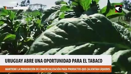 Uruguay abre una nueva oportunidad para el tabaco misionero