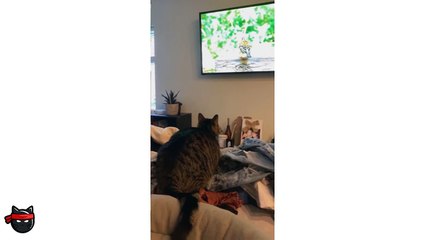 Why I Hate Meech Da Peach, Wise Fox And Adrianexe..