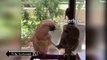 Funny Birds Vines| Made With ❤ | Animal Videos You Will Die Laughing #Funny | #Animals | #Birds | #1