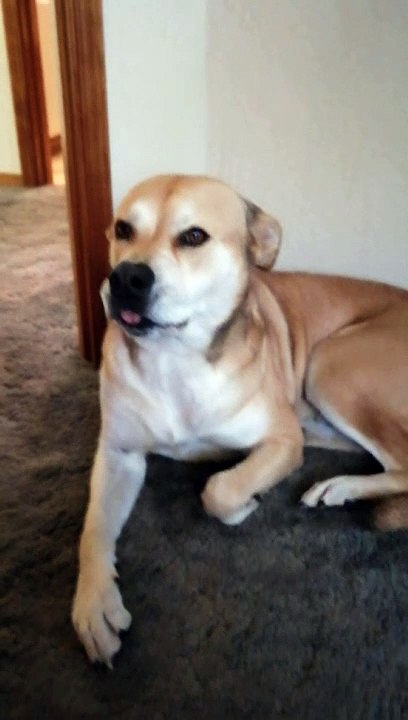 OUR BIG DOG