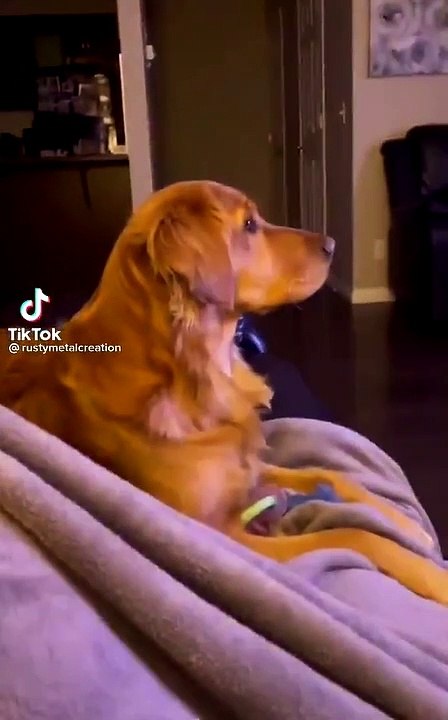 Un chien voit Dark Vador pour la première fois