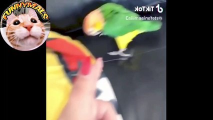 Video Collection of Parrots Doing Funny Crazy Things
