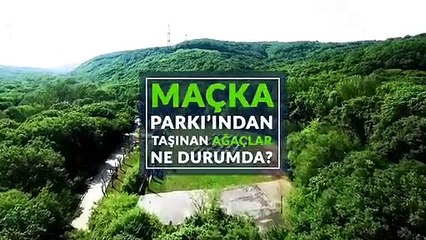 Maçka Parkı'ndan taşınan ağaçlar yeşerdi