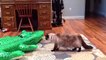 Videos De Risa 2020 nuevos  Animales Graciosos   Momentos Divertidos De Gatos y Perros Chistosos 1(360P)