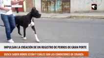 Impulsan una ordenanza en Posadas para crear un registro de perros de gran porte