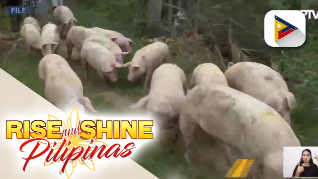 EO 128, umani ng iba't ibang reaksyon sa mga hog raisers at mga mambabatas