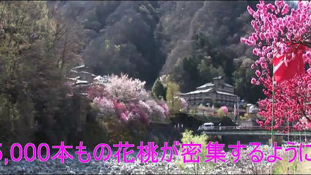 （たおやかインターネット放送)たおやか瓦版昼神の湯が湧く阿智村「花桃の里」と足湯Achi village Hanato no Sato and footbath where the hot water of Hirugami springs