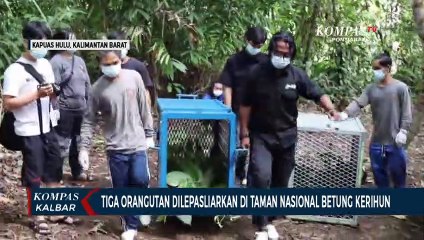 Tiga Orangutan Dilepasliarkan di Taman Nasional Betung Kerihun Kapuas Hulu
