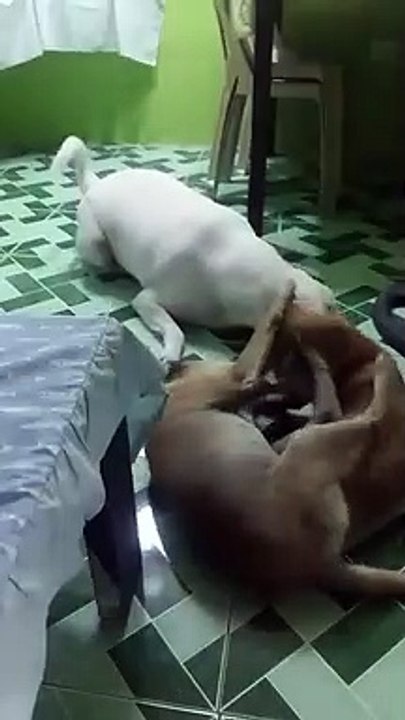 my pets.