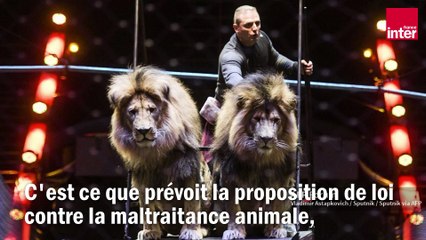 Le cirque sans animaux sauvages, une révolution sous le chapiteau