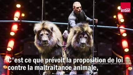 Le cirque sans animaux sauvages, une révolution sous le chapiteau