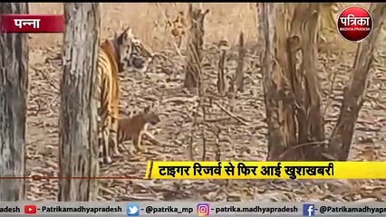 पन्ना : टाइगर रिजर्व से फिर आई खुशखबरी