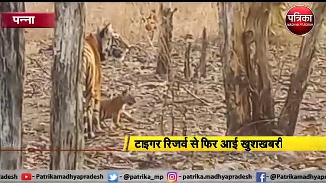 टाइगर रिजर्व से फिर आई खुशखबरी, दो शावकों का जन्म