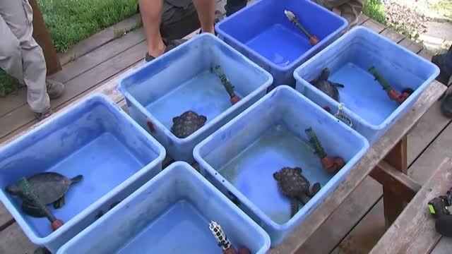 Voluntarios salvan a un grupo de tortugas tras un vertido de petróleo en Israel