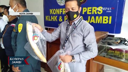 Tim Gabungan Amankan Gading Gajah dan Harimau