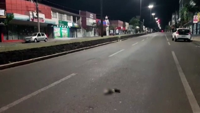 Marsupial é atropelado e morre na Avenida Carlos Gomes, no Bairro Maria Luiza