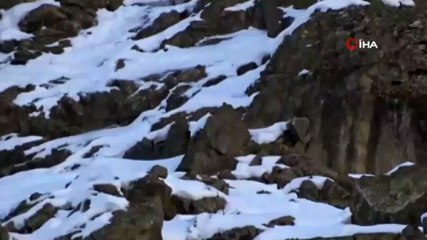 Kurdun dağ keçisi avı kameraya yansıdı