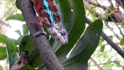 Friendship between monkeys and dogs