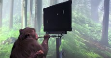 Mono jugando al Pong con Neuralink