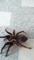feeding my tarantula