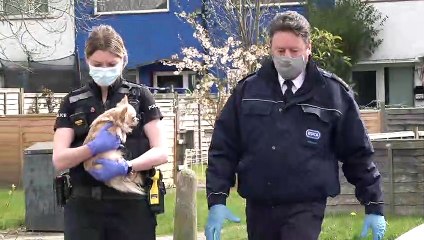'A number of animals' in RSPCA care after police raid