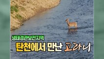 [세상만사] 탄천 세렝게티에서 만난 '뱀파이어 사슴' 고라니 / YTN