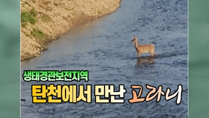 [세상만사] 탄천 세렝게티에서 만난 '뱀파이어 사슴' 고라니 / YTN