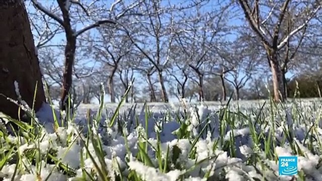 French wine growers light fires as frost threatens harvest