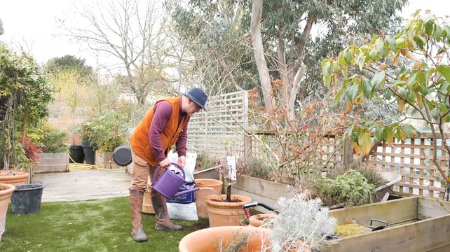 Comment planter un arbre fruitier en pot en 3 étapes ? (Vidéo)