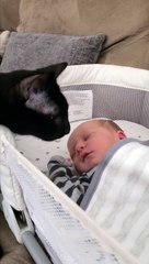 Cat Carefully Investigates New Family Member