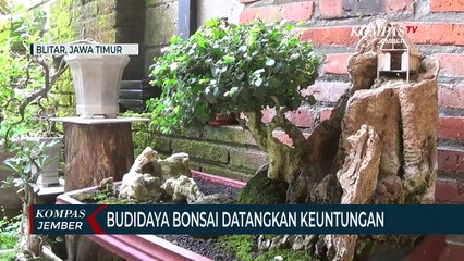 Budidaya Bonsai di Lahan Sempit, Untungnya Selangit