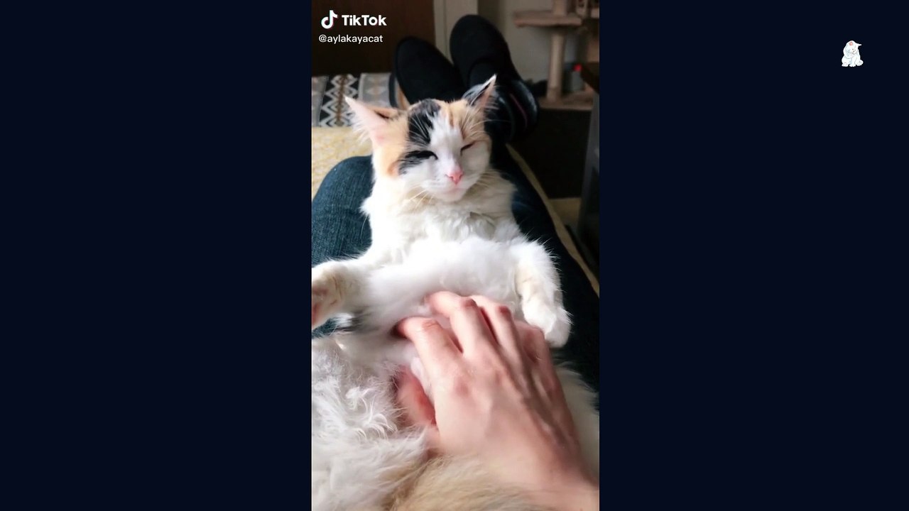 Baby Cats-Cute and Funny Cat Video