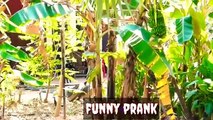 Real Animal Prank videos Funny frank dog vs fake tiger