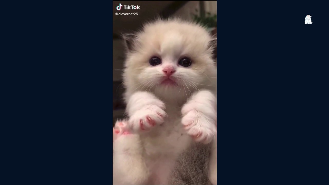 Baby-Cat Mewoo Funny Moment