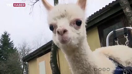 Engelli doğan yavru alpaka yürüteciyle istediği yere gidebiliyor