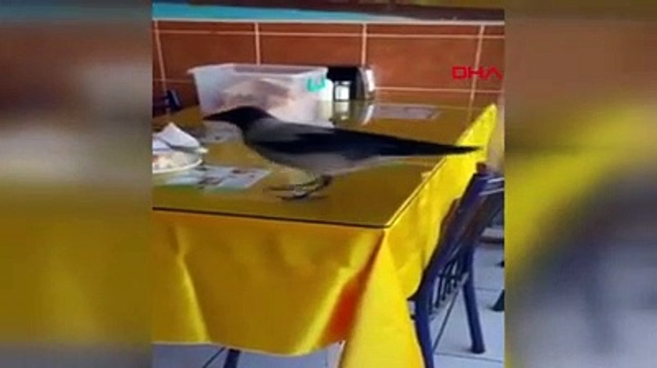 Masasına konan kargayla yemeğini paylaştı