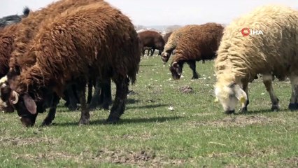 Ağrı’da, Yaylalar Koyun Sürüleriyle Renklendi