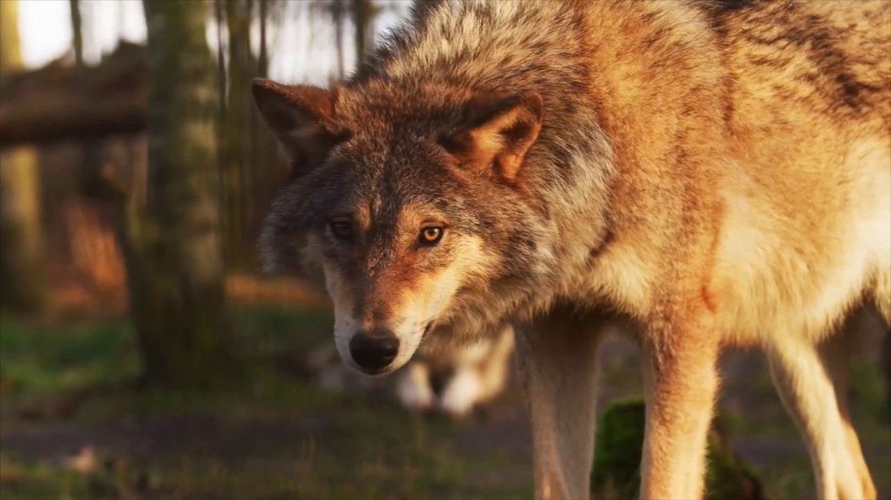 Very beautiful animal