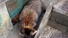 Как Кружочек булку стащил