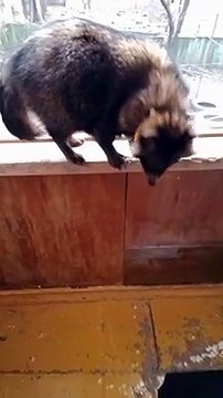 Кружочек и прыжок