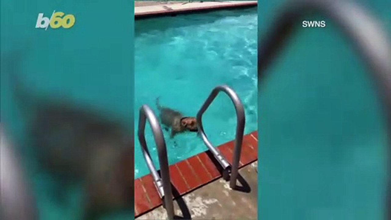 Diving Dog! Well-Trained Mutt Patiently Waits For the Signal to Jump off Diving Board!