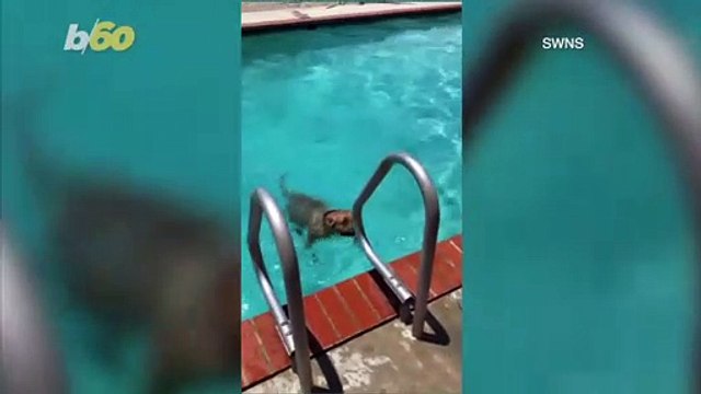 Diving Dog! Well-Trained Mutt Patiently Waits For the Signal to Jump off Diving Board!