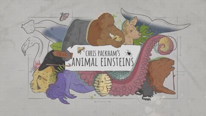 Communicators • 2021 • Episode "S1E2" • Chris Packham's Animal Einsteins
