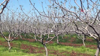 Siirt'te fıstık bahçelerine 2 bin 295 feromon tuzağı kuruldu