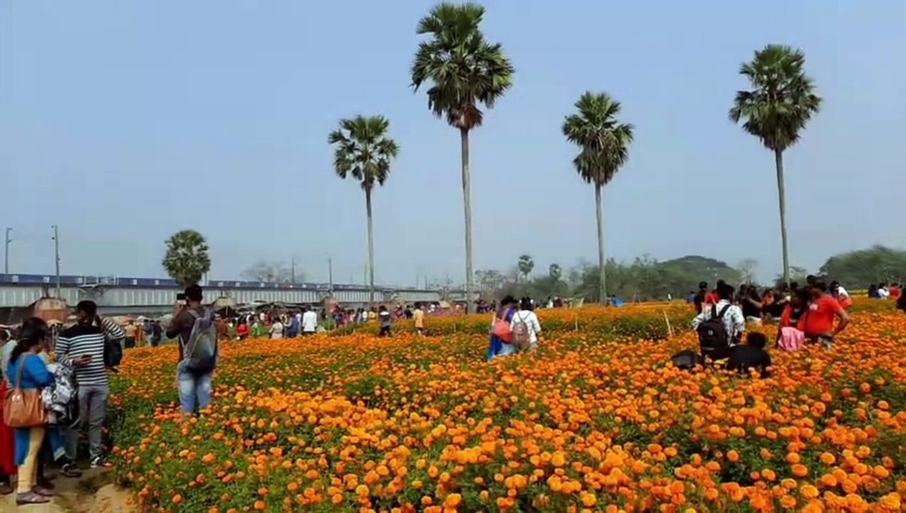 Trains over Khirai flower garden __ Various Coloured Container  passing through the flower valley