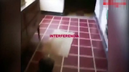 VIDEO REAL SOBRE ENANOS Y DUENDES
